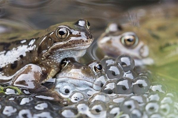 vòng đời của ếch, vòng đời của ếch mầm non, hình ảnh vòng đời của ếch, trình bày vòng đời của ếch