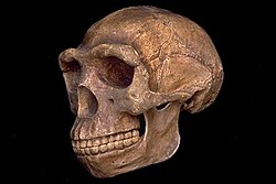 Cấu trúc xương mặt của loài người