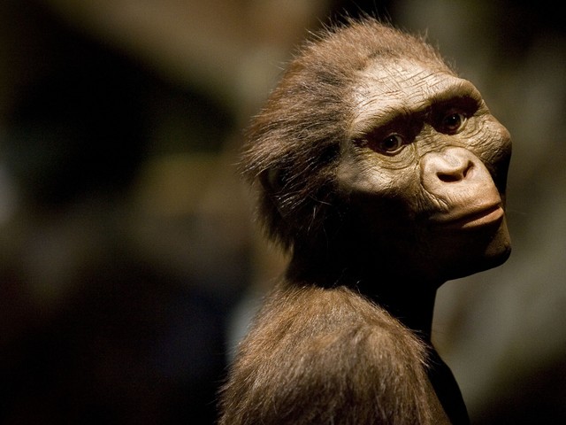 Tổ tiên của loài người Lucy trông như thế nào khi còn sống cách đây hơn 3 triệu năm