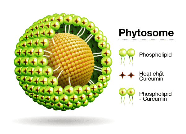 Giới thiệu công nghệ Phytosome - một công nghệ độc quyền của Italy