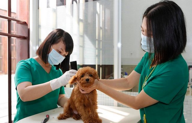 Chú chó đáng yêu đang được khách sạn Petcare HCM vệ sinh tai - Nguồn petcare.vn