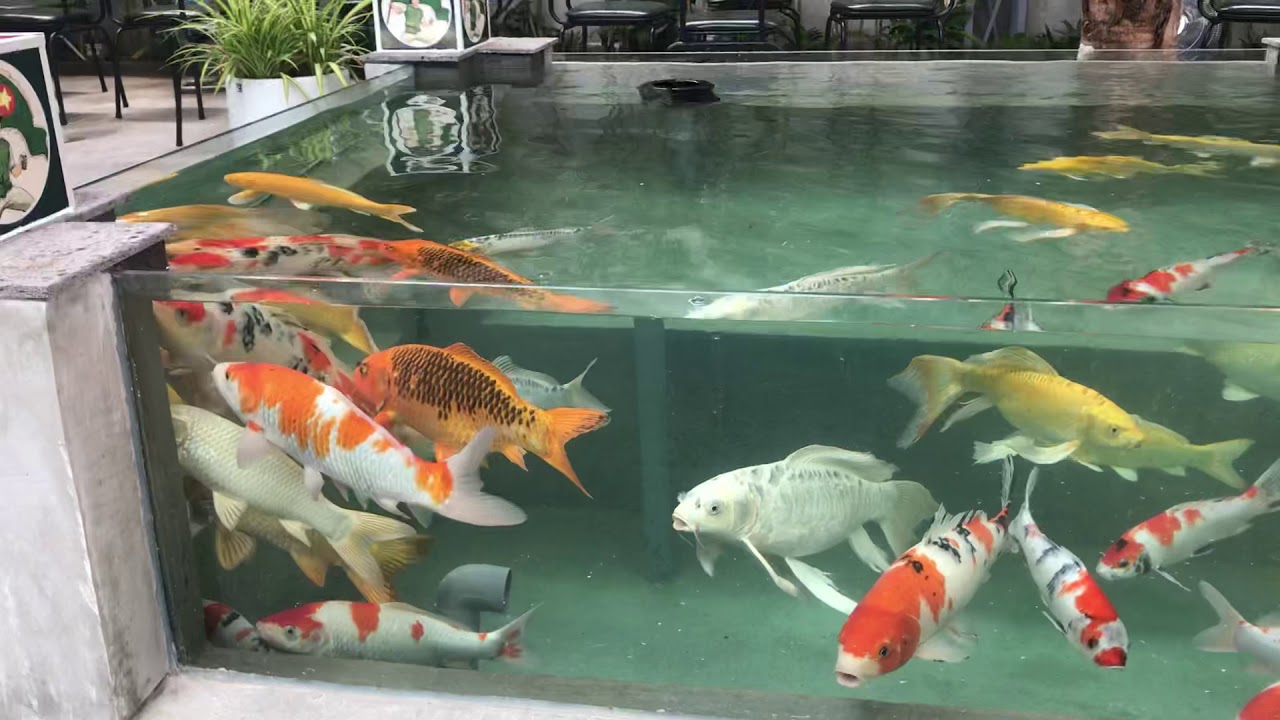 Hồ cá koi đẹp bằng kính - YouTube