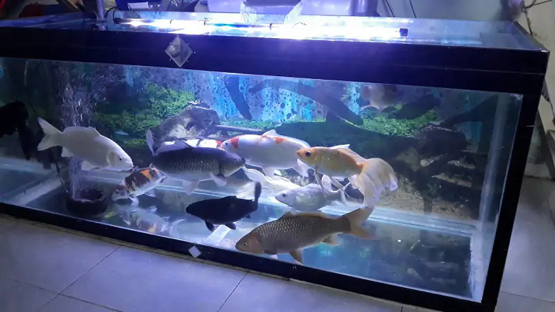 Hướng dẫn cách nuôi cá Koi trong hồ kiếng chuẩn nhất