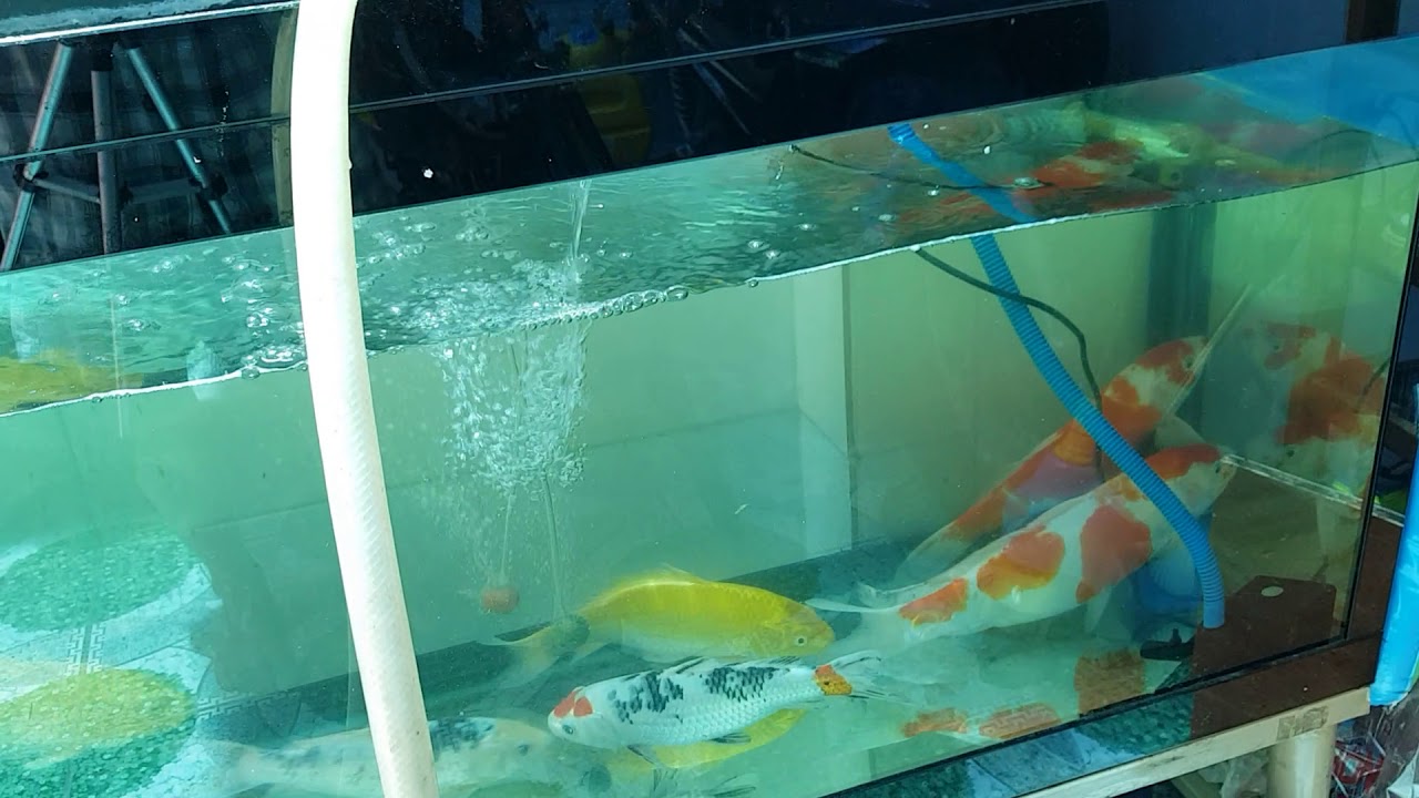 Cá Koi bể kính | Chia sẻ kinh nghiệm nuôi - YouTube
