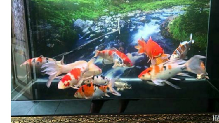 💥Nuôi cá Koi trong bể kính là một cách cho những ai không có mặt bằng đủ rộng – Cá Dĩa Tân Phú