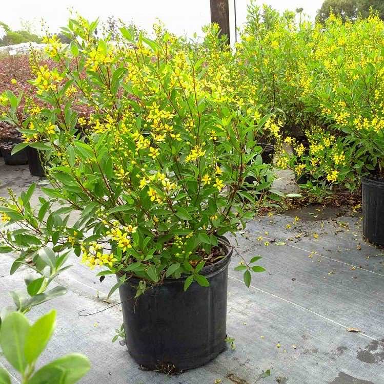 Giải mã ý nghĩa cây Kim Đồng trong phong thủy và đời sống