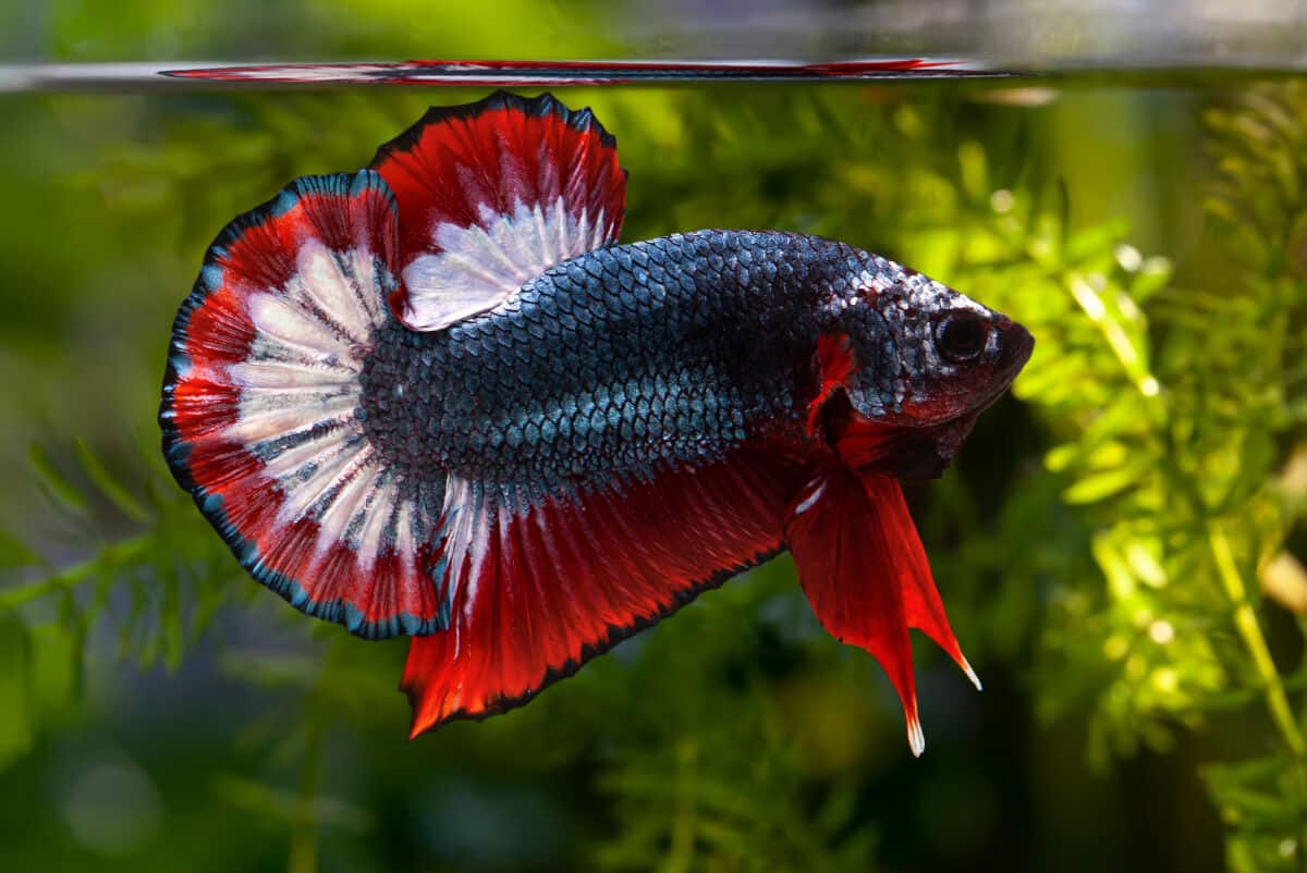 Betta 101: Cá Betta sống được bao lâu? | Fancy Viet Farm