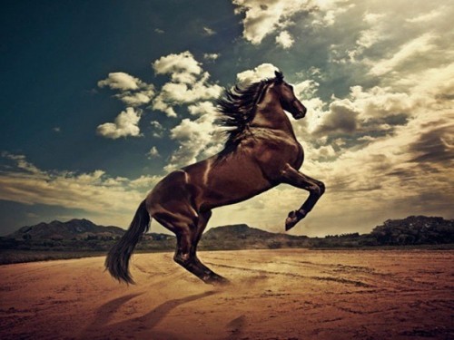 10 giống ngựa tốt nhất thế giới