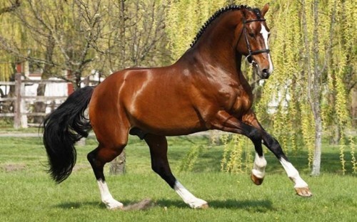 10 giống ngựa tốt nhất thế giới