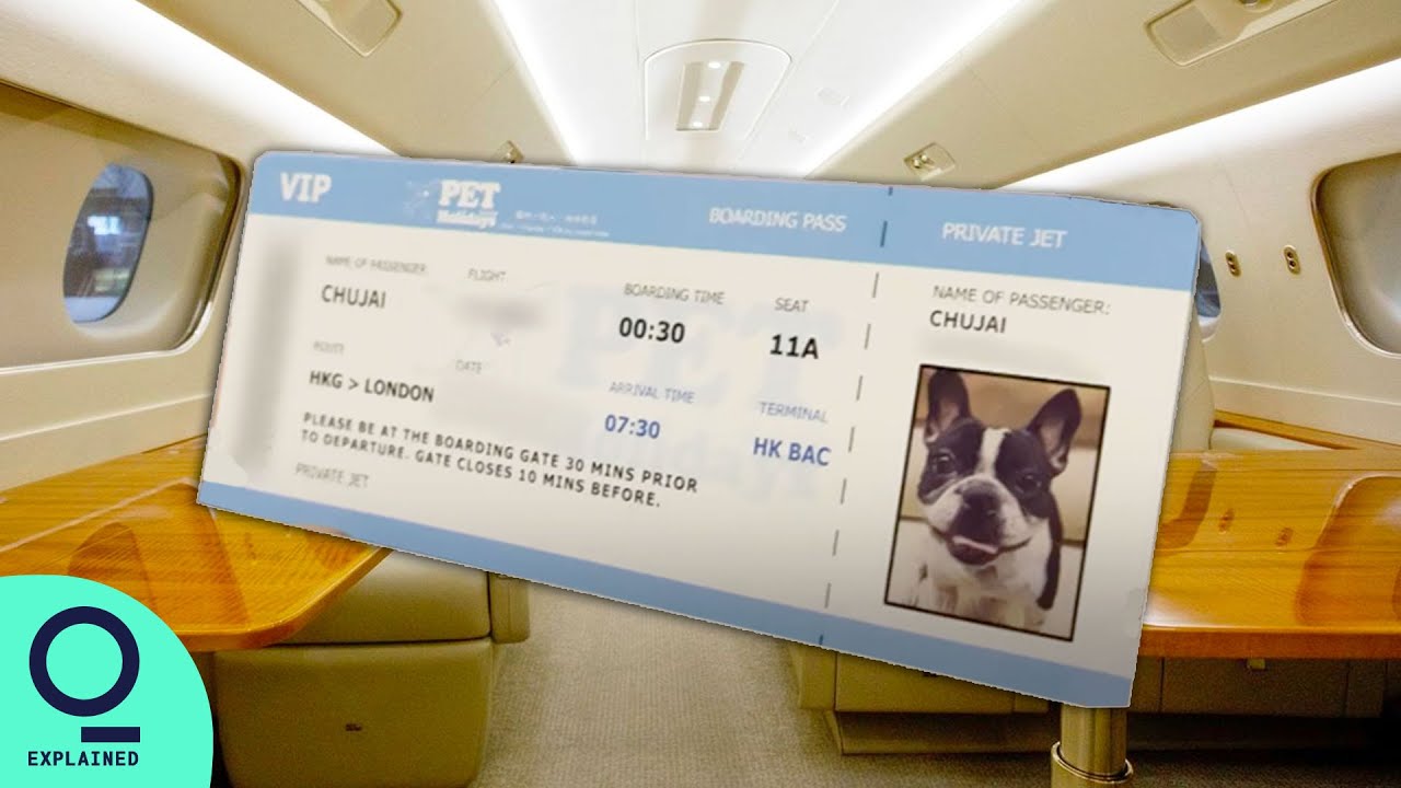 Chi hơn 600 triệu để đưa thú cưng ra nước ngoài bằng máy bay