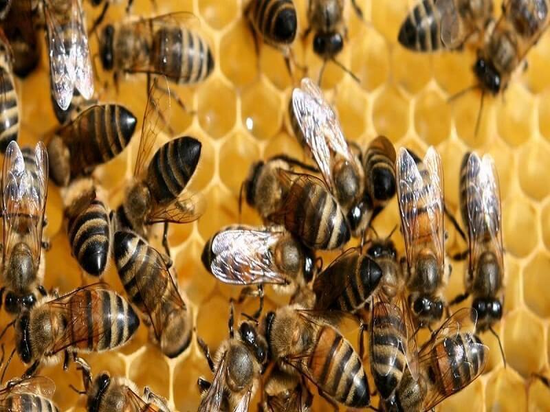Nằm mơ thấy tổ ong là điềm gì? Giải mã giấc mơ chi tiết nhất 2023 by Phân tích cùng Goland24h - Issuu