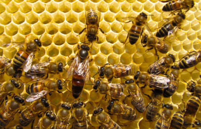 Giải Mã] Giấc Mơ Thấy Tổ Ong - Đây Có Phải Điều May Mắn