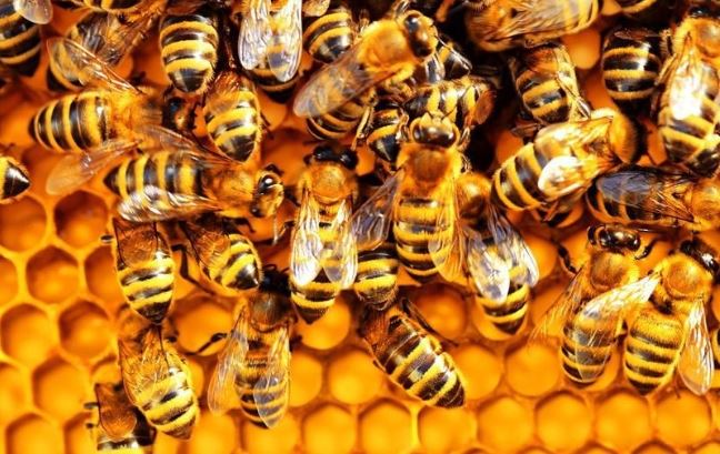 Mơ thấy ong đánh con gì? Là điềm gì? Con ong là số mấy?
