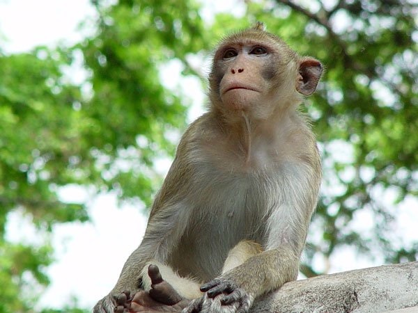 Nằm mơ thấy khỉ có ý nghĩa gì? Nếu bạn mơ thấy một con khỉ, bạn nên đặt cược vào con số nào?