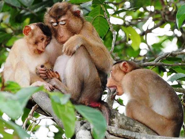 Nằm mơ thấy khỉ có ý nghĩa gì? Nếu bạn mơ thấy một con khỉ, bạn nên đặt cược vào con số nào?