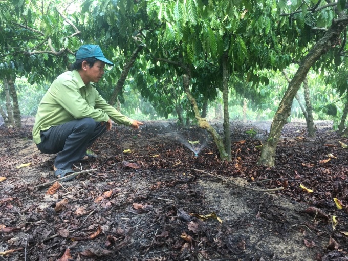 Hiệu quả mô hình tưới phun tiết kiệm cho cây cà phê - VnSAT