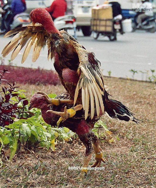 Gà Tự Phá Là Gì? Có thật là Linh gà không?