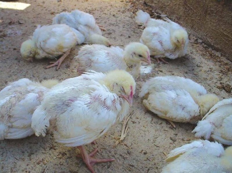 Cách trị gà ủ rũ kém ăn tại nhà đơn giản và hiệu quả - Thế Giới Đá Gà