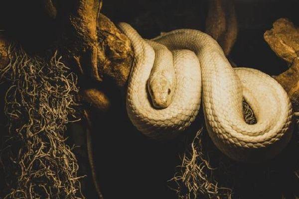 Giải mã giấc mơ thấy rắn khổng lồ chính xác 100% - Thần bí Kabala