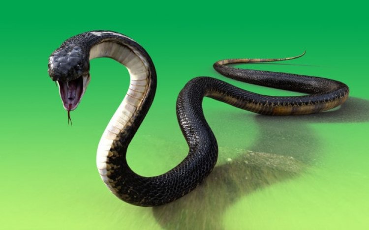 Nằm mơ thấy rắn tấn công mình là điềm báo gì?