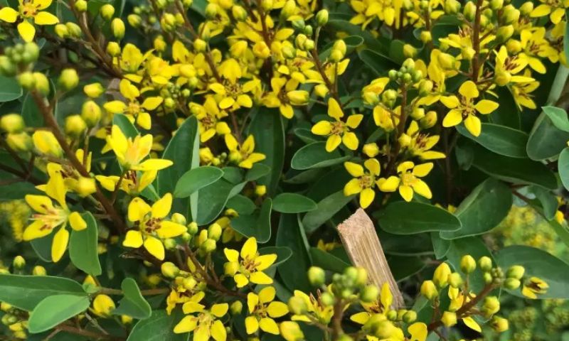 Màu hoa vàng rực rỡ của cây Kim Đồng
