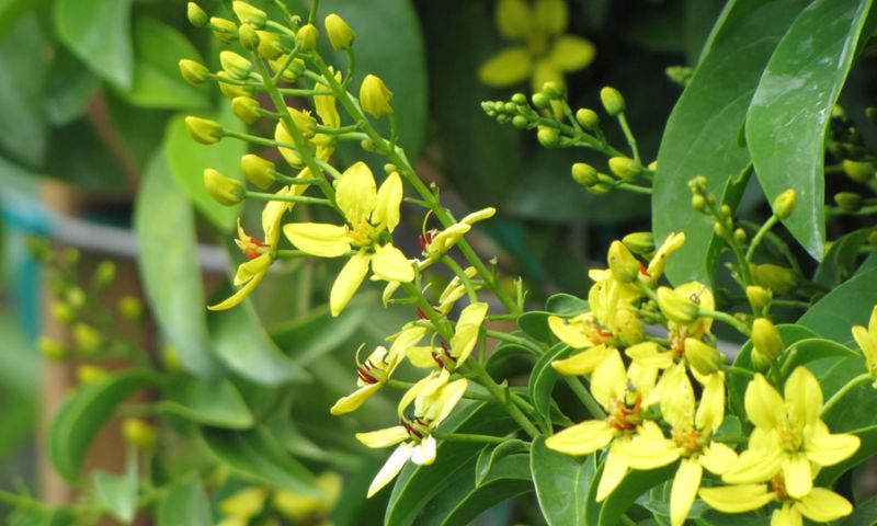 Hướng dẫn trồng và chăm sóc cây Kim Đồng đúng cách